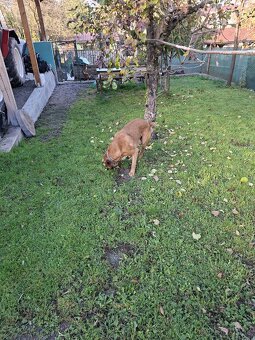 Cane corso - 4