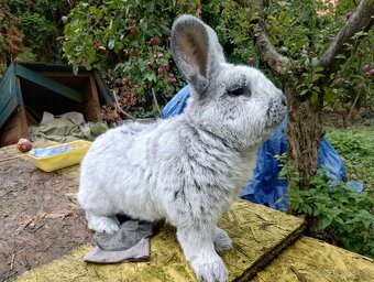 Veľký svetlý strieborný králik - tetované ocenené - 4