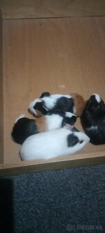 Morské prasiatka - 4