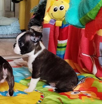 Boston Terrier,Bostonský Teriér,Boston, - 4