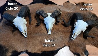 Trofeje, baran - 4