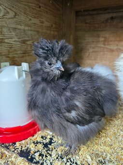 Hodvábničky USA - 4