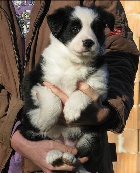 Šteňatá s PP - Border kólia / kolia - již k odběru - 4