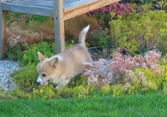 welsh corgi - 4