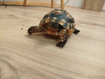 Suchozemska korytnačka Testudo Marginata - 4