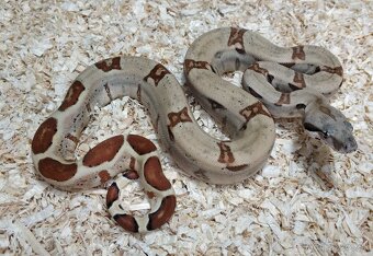 Boa imperator - Normal a Hypo 66% het Sterling VPI - 4