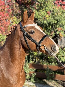Pony do sportu - 4