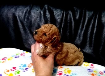 Pudlik pudel Toy - 4