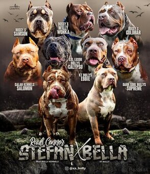 American bully XL - 4