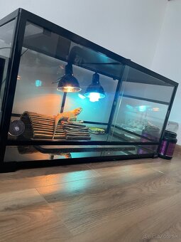 Terarium - 4