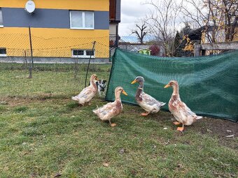 Kačice saské - 4
