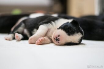 Border Kólia s PP - plánovaný vrh - šteniatka - 4