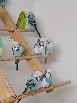 Výstavné andulky - 4