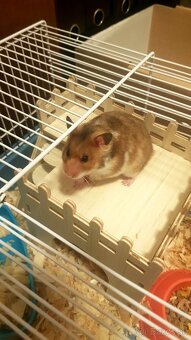 Stráženie a ubytovanie pre zvieratko - 4