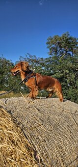 Jazvečík na krytie - 4