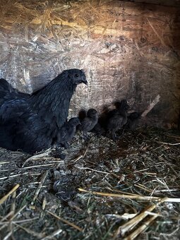 Kuriatka Ayam Cemani - 4