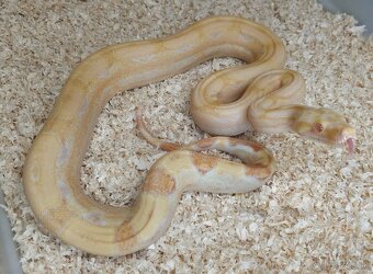 Boa imperator - Hypo Arabesque Keltic het Sharp Albino - 4
