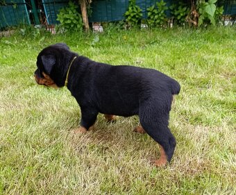 Rotvajler, Rottweiler, RTW - 4