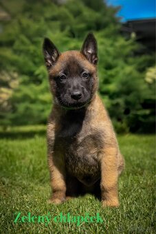 Belgický ovčiak Malinois ,,G” vrh - 4