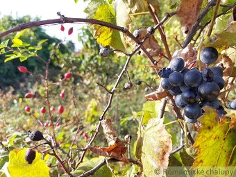 515 m2 pozemok v kľudnej časti podunajskej vinárskej dedin - 4