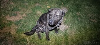 Fenka cane corso x stredoázijský ovčiak - 4