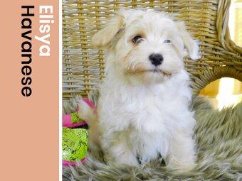 Havanský psík s PP ,Bichon Havanais, uvoľnená fenka - 4