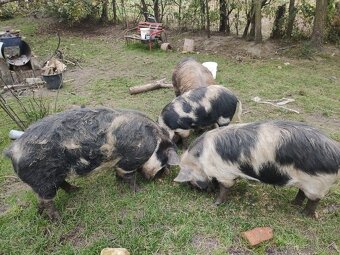 Kune kune - 4