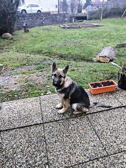 Nemecký ovčiak - 4