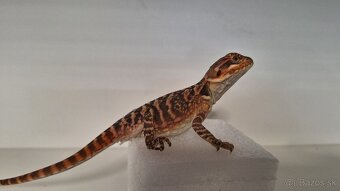 Agama bradatá - Red mláďata - 4