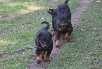 Beauceron s PP - 4