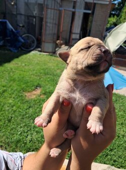 American Staffordshire terrier - 4