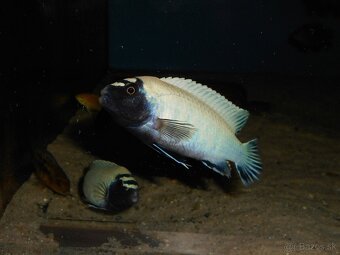 Africké cichlidy Malawi. - 4