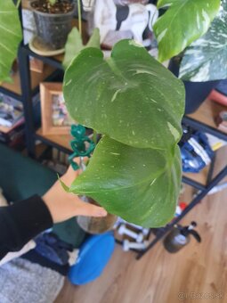 Odrezky monstera thai constellation - 4