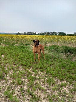 Rhodesian ridgeback - 4