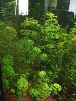 Akvariové rastlinky - 4
