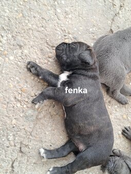 Cane Corso - 4