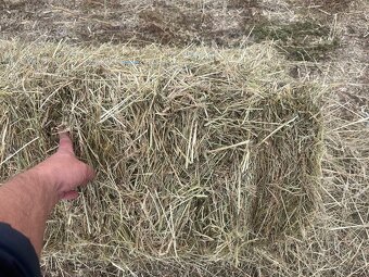 Predam seno male baliky - 4