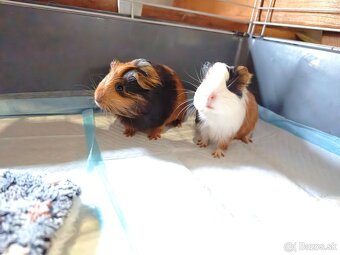 Morske prasiatko - 4