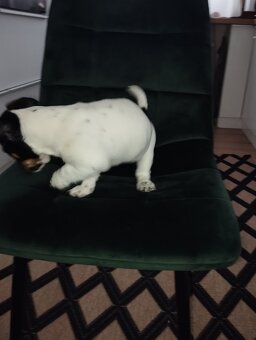 Jack Russel terier - 4