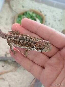 Agama bradatá - mláďatá - 4