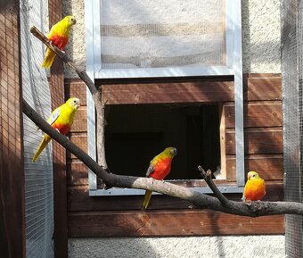 Neoféma tyrkysová - 4