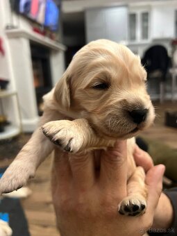 Šteniatka zlatý retriever - 4