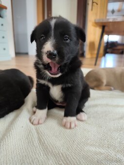 Darujem šteniatka - 4