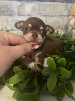 Čivava s PP FCI - 4