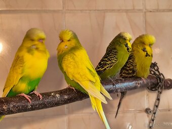 Andulky výstavný typ - 4