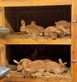 Burgundské králiky - 4