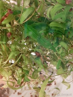 Slimak Kotuľka hnedá - 4