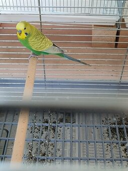 Andulka greywing - 4
