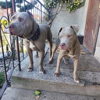 Americký pitbulterier pitbul pitbull silver lilac rare Topp - 4
