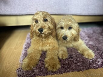 Cockapoo - 4